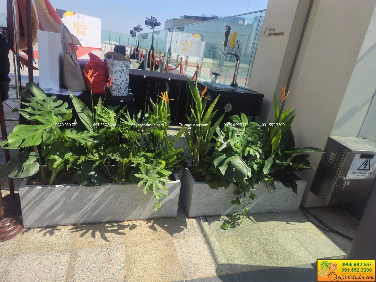 chậu cây cảnh cho thuế